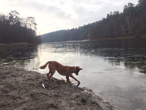 Um den Gamensee