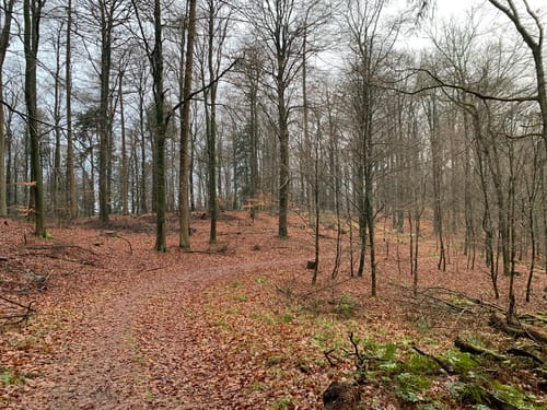 Zum Scheelsberg im Brekendorfer Forst