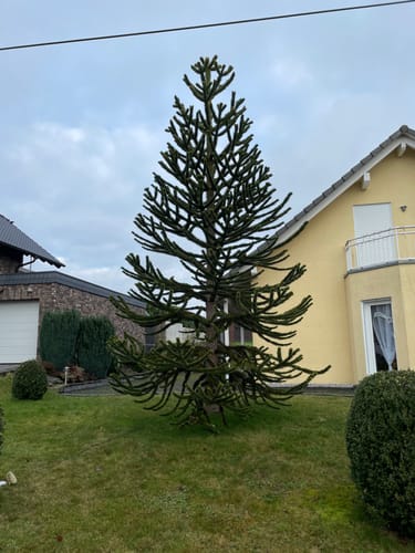 Bergischer Streifzug #20 Böllweg