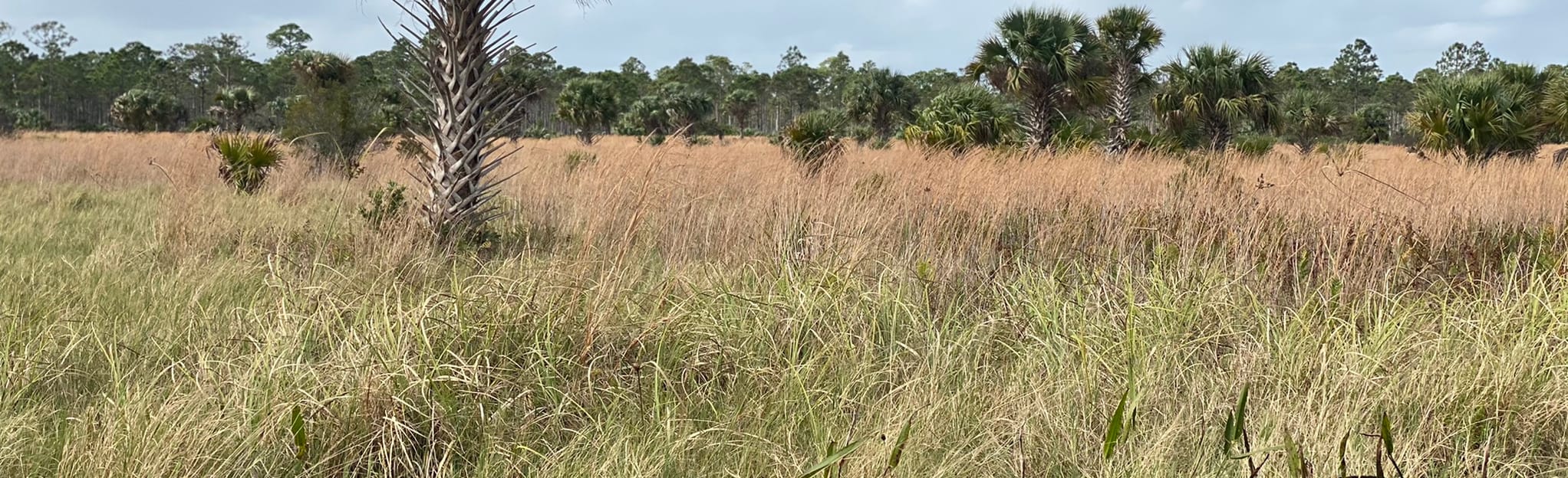 Atlantic Ridge State Park Florida – WNMEJP