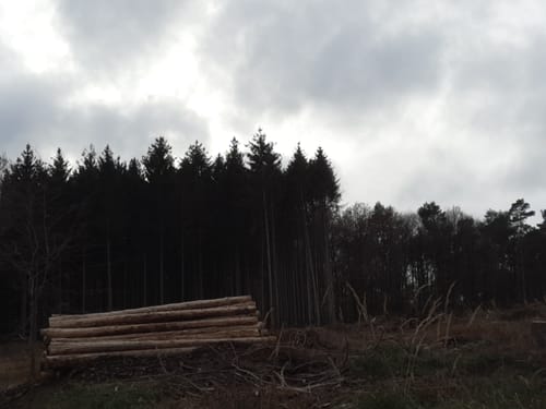 Pier - Meroder Wald Runde