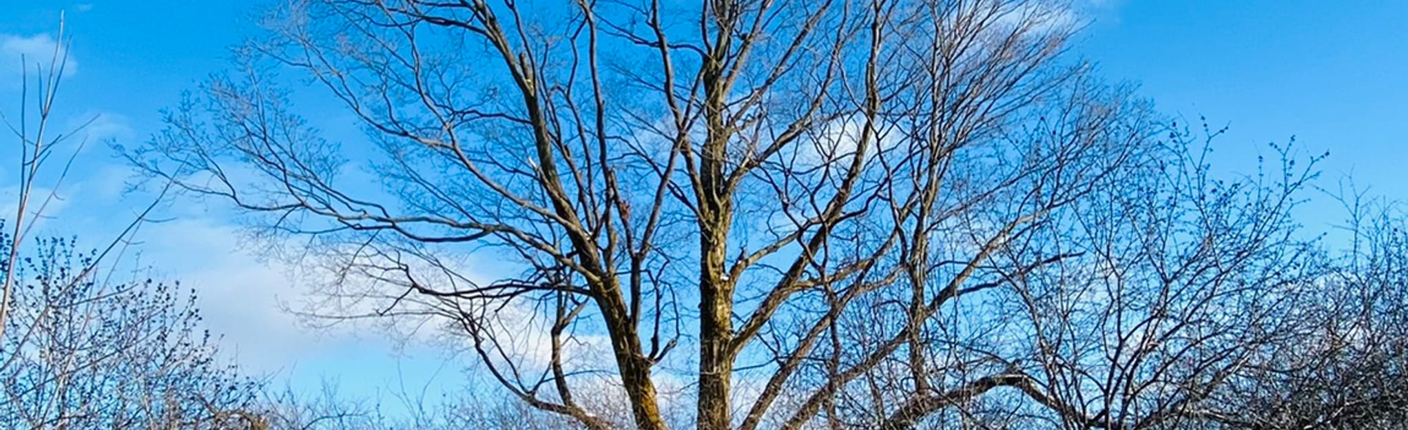 McCarthy Woods Loop 83 Reviews, Map Ontario, Canada AllTrails