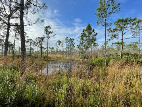 Best Hikes and Trails in Jonathan Dickinson State Park | AllTrails