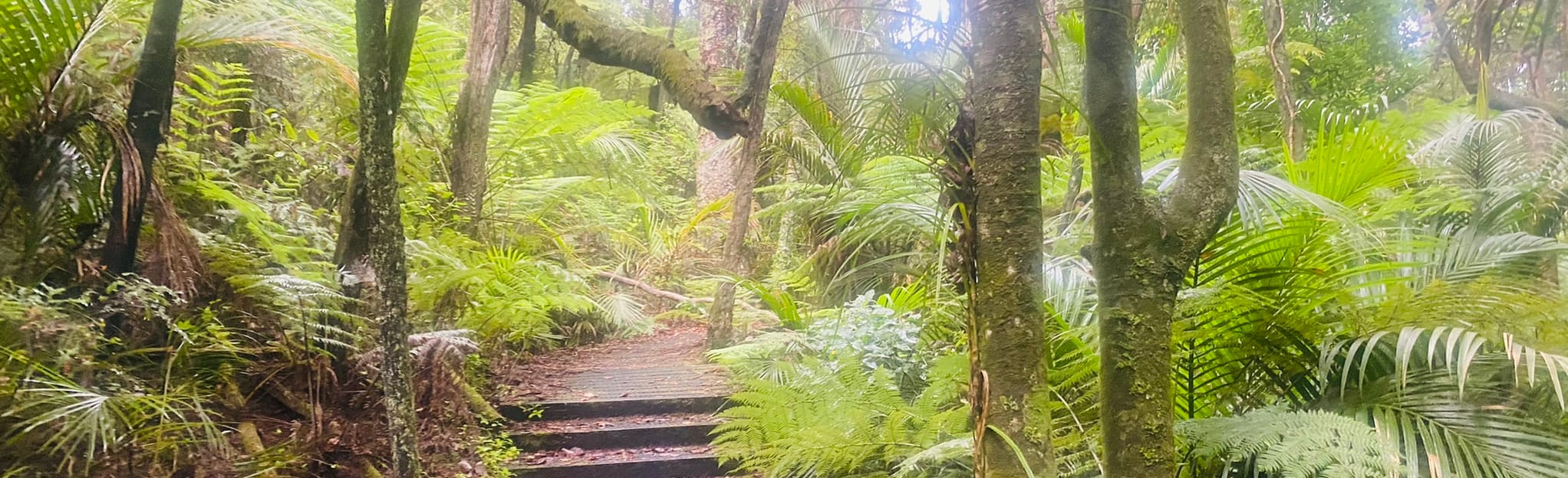 Birkenhead War Memorial Park Loop, Auckland, New Zealand 11 Reviews