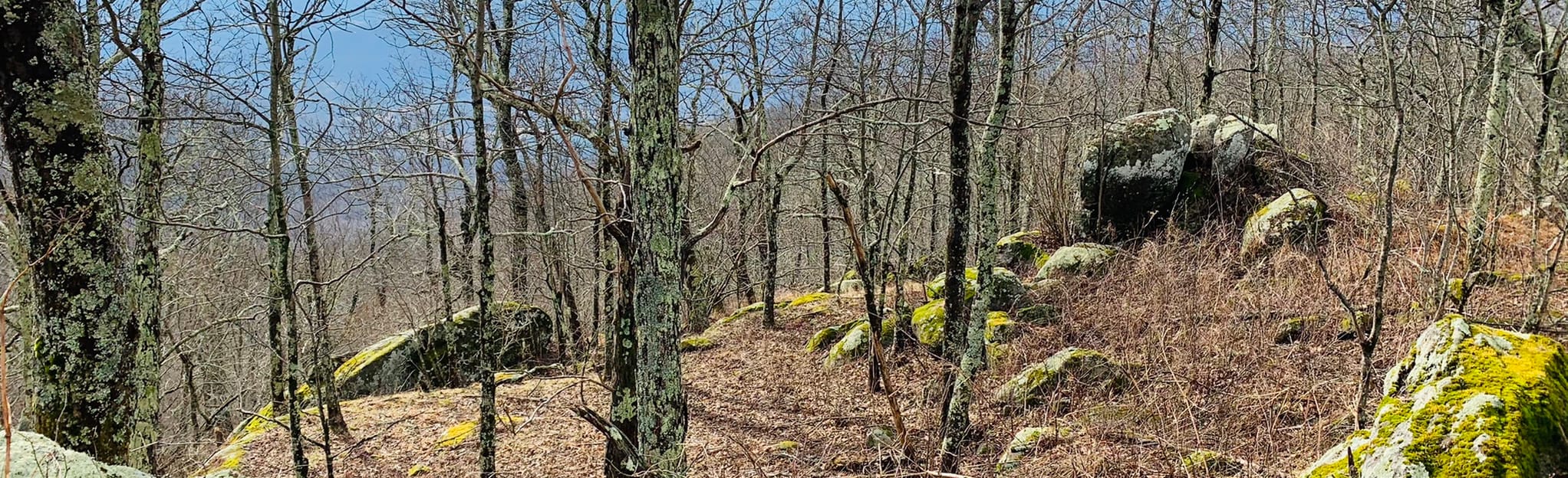 Bald Knob and Hog Camp Gap via Appalachian Trail, Virginia 115