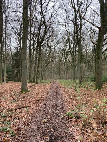 Buchholzer Wald Rundweg