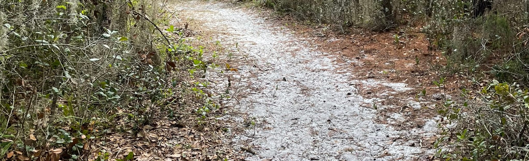 Walton Scrub Preserve Nature Loop 148 fotos Flórida AllTrails