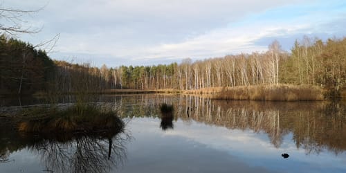 Ab Dahlen durch die Dahlener Heide
