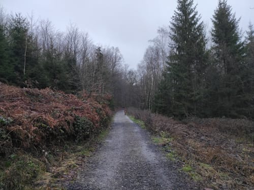 Vom Stadtforst Vormholz ins Bommerholz