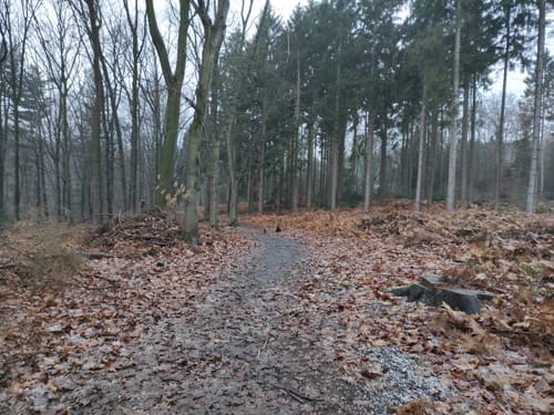 Vom Stadtforst Vormholz ins Bommerholz