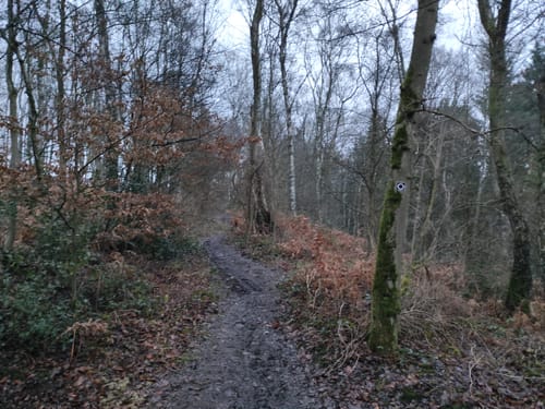 Vom Stadtforst Vormholz ins Bommerholz