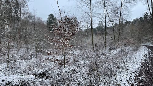 Erlebniswald Fasanerie