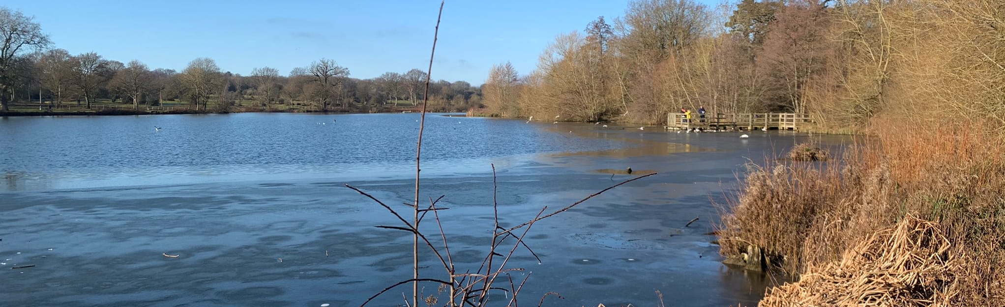 Hatfield Forest, Bedlars Green and the Flitch Way Circular 11 Reviews