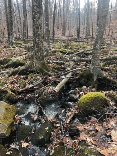 10 Best Hikes And Trails In Cockaponset State Forest | AllTrails