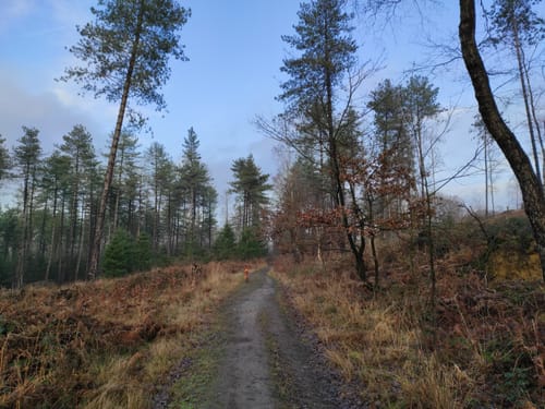 Haard Runde 03: Zur alten Buche