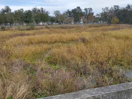 Best Hikes and Trails in Fishhawk Sports Complex Park | AllTrails