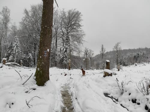 Um Hohhard und Krähenberg