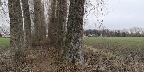 Rundweg Oschatz zum Liebschützberg via Forst Dürrenberg