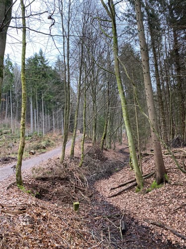 Niederwürzbacher Weiher-Tour