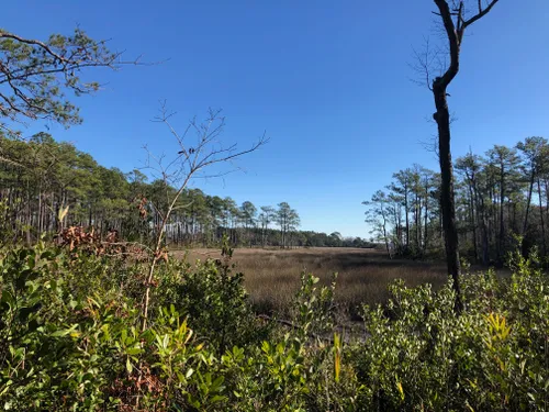 10 Best Hikes and Trails in Croatan National Forest | AllTrails