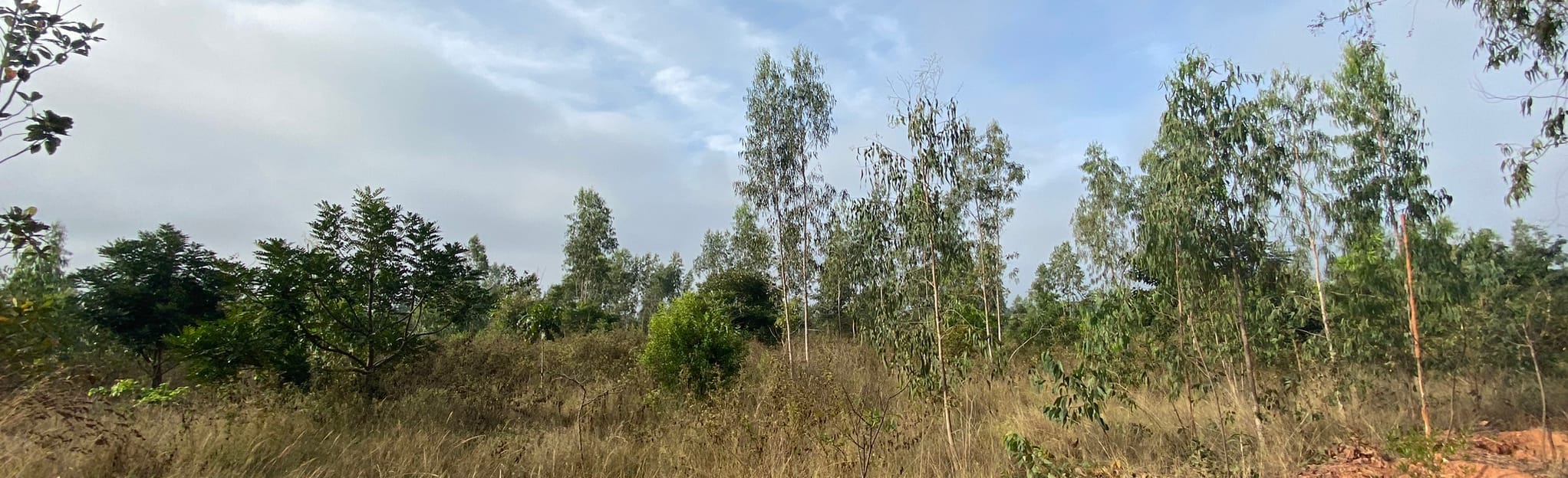 Avalahalli Extended Loop: 15 Reviews, Map - Karnataka, India | AllTrails