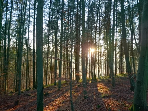 Waldlehrpfad Bindsachsen