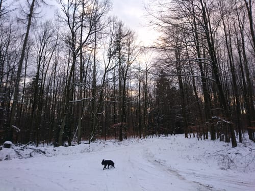 Durch den Büdinger Wald