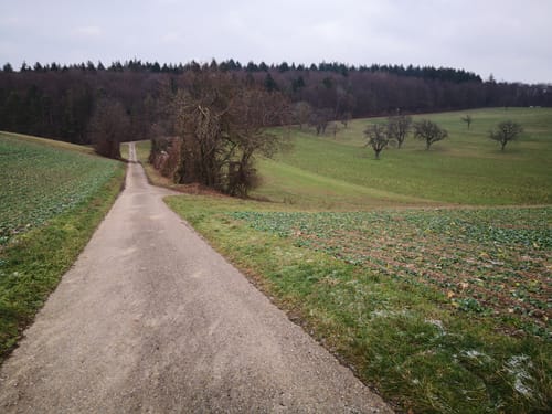 Kleine Runde am Großen Wald