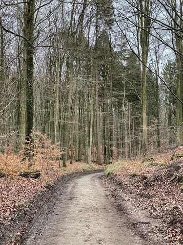 Großer Hahnheider Berg von Feilberg