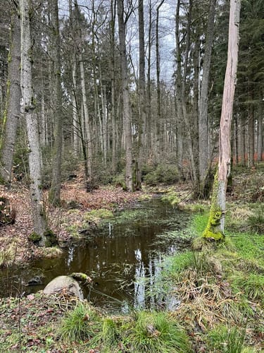 Großer Hahnheider Berg von Feilberg