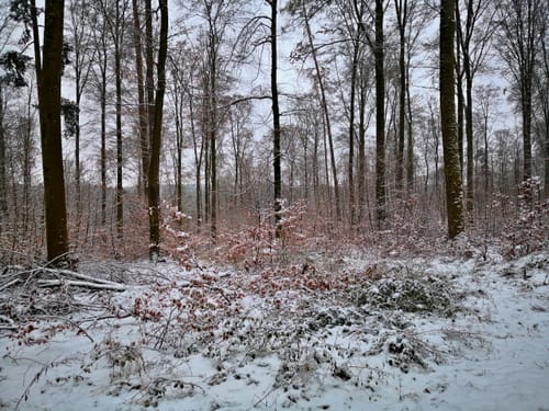 Bei der Langen Richtstatt durch den Wössinger Wald