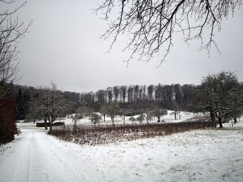 Bei der Langen Richtstatt durch den Wössinger Wald