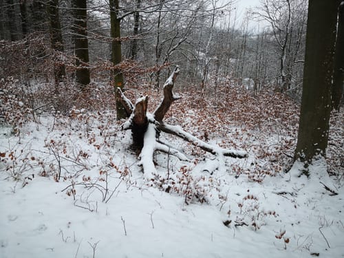Bei der Langen Richtstatt durch den Wössinger Wald