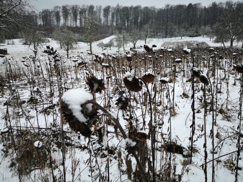 Bei der Langen Richtstatt durch den Wössinger Wald