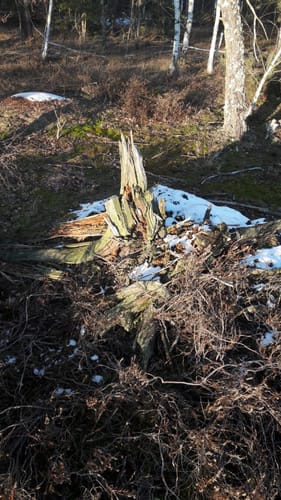 Langer Feldweg