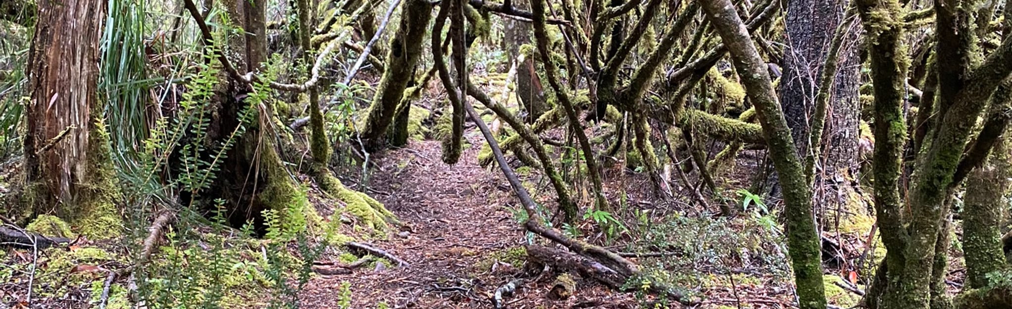 Jacks Track 8 Reviews, Map Tasmania, Australia AllTrails