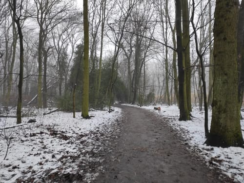 Im Gysenberger Wald
