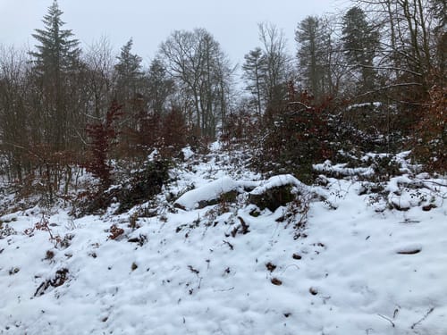 Winnweiler, Kahlheckerhof und Ingelbornerhöhe