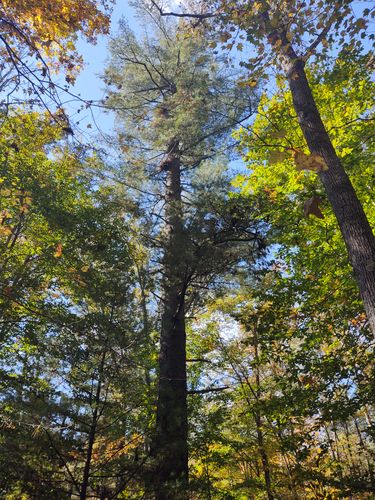 Best Hikes and Trails in North Bend State Park | AllTrails