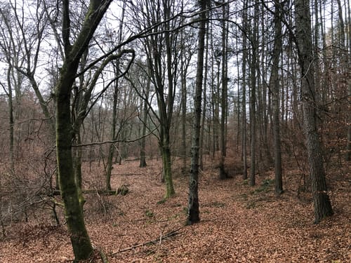 Peetschsee Rundweg