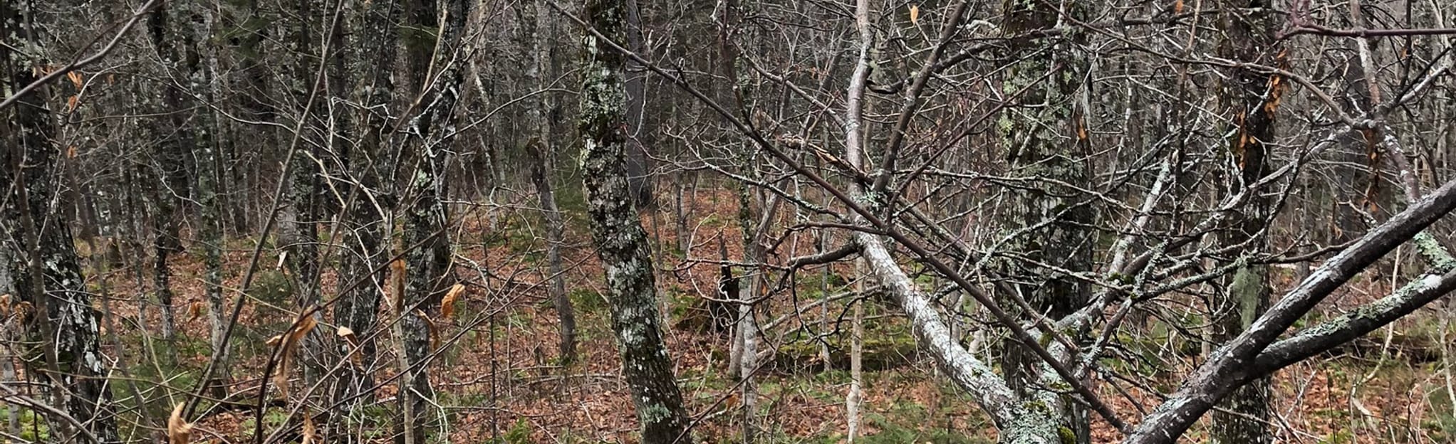 Dobson Trail Prosser Brook Road to Beaverbrook Hut, New Brunswick