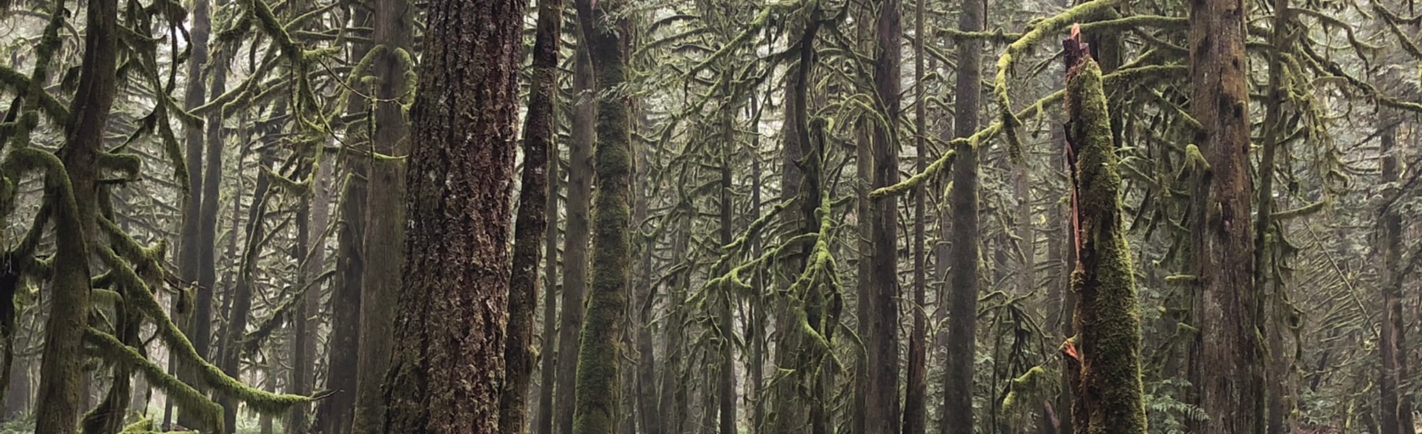 Camp Linley from Watt Creek Trailhead, British Columbia, Canada 13