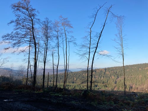 Von der Holzmühle zur Sennhütte im Osterwald