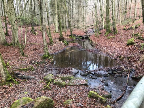 Netzbachweiher Rundweg