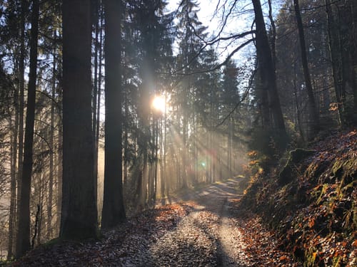 Runde am Schauerbach