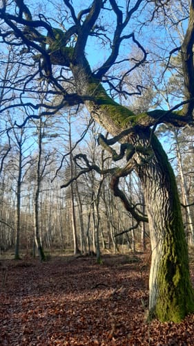 Runde bei Wooster Teerofen