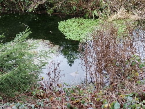 Werratal bei Lippoldshausen