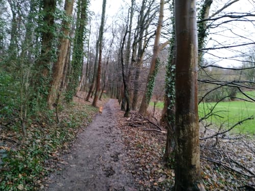 Im Gysenberger Wald