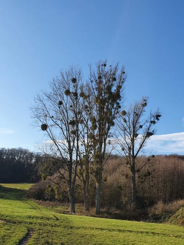 Aaper Wald beim Segelfluggelände