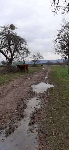 Rheingoldbogen (Traumpfad)